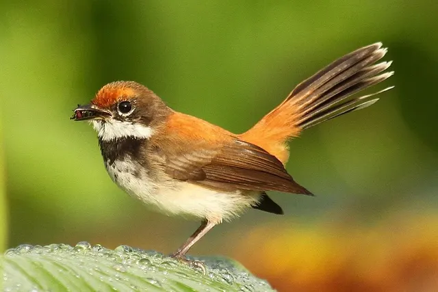 Solomons rufous fantail