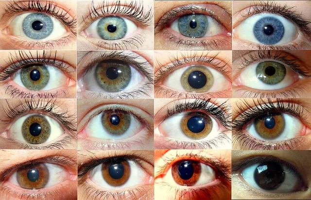 Couleur des yeux