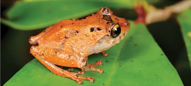 Philautus nephophilus
