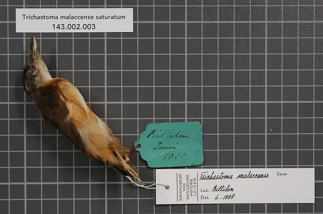 Glissando babbler