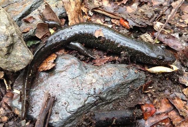 Cherokee black-bellied salamander