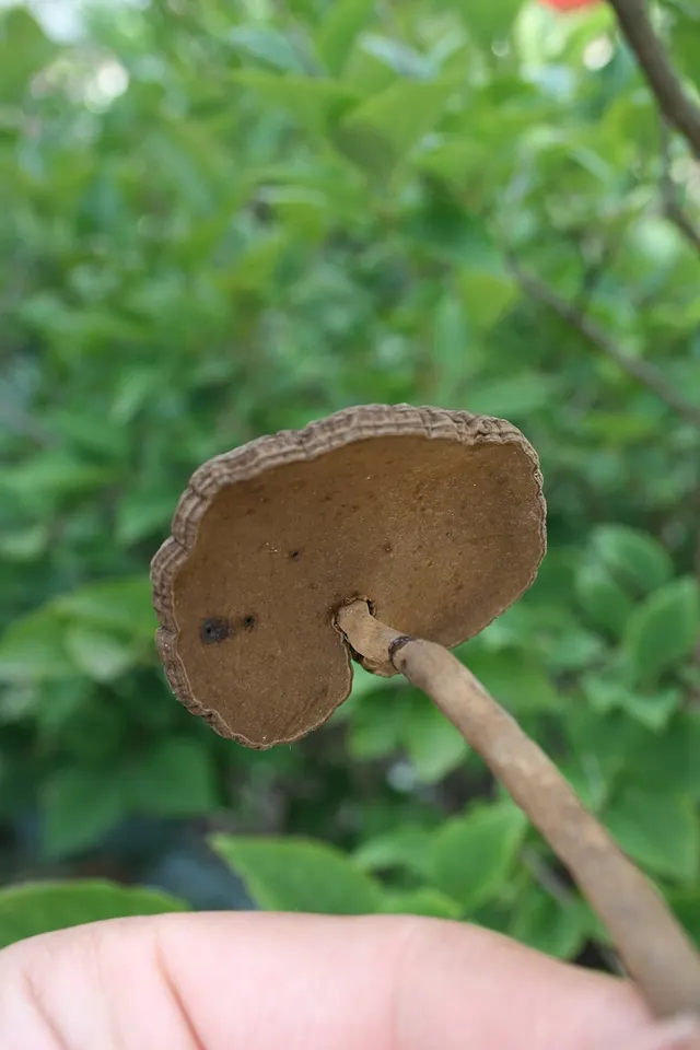 Amauroderma rugosum