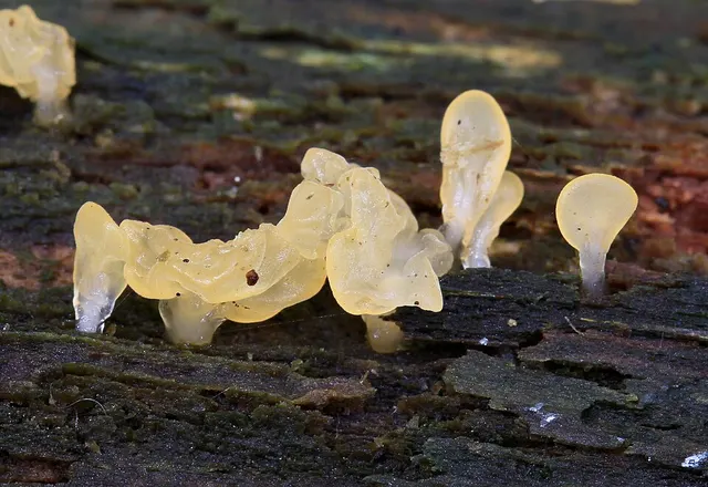 Calocera pallidospathulata