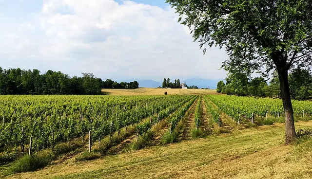Monte Netto