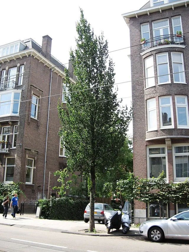 Ulmus 'Columella'
