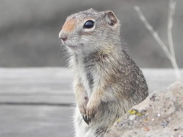 Northern Idaho ground squirrel