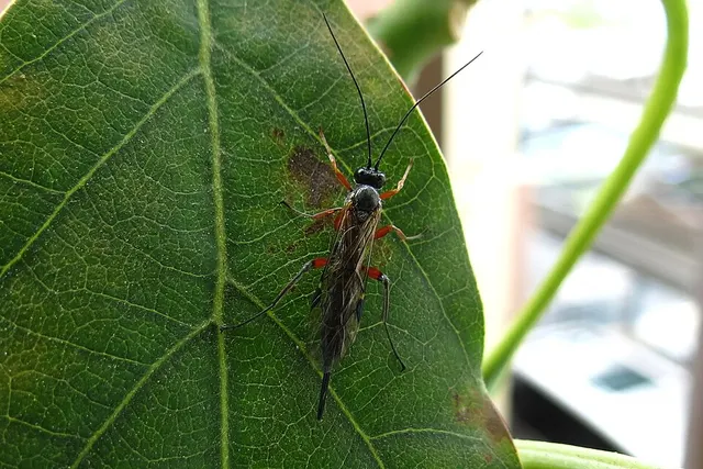 Pimpla disparis