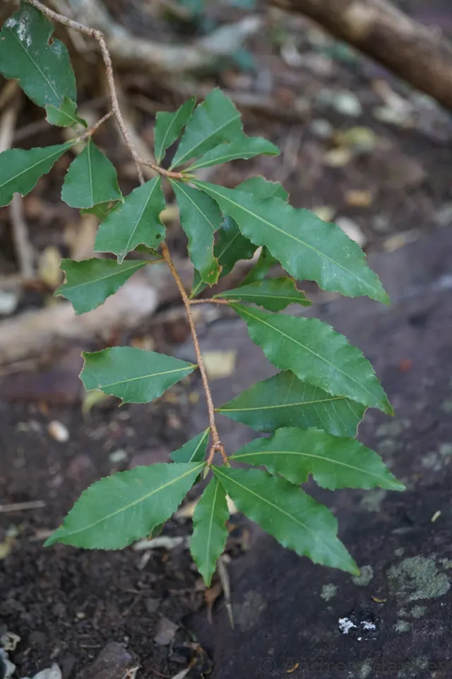 Ochna holstii