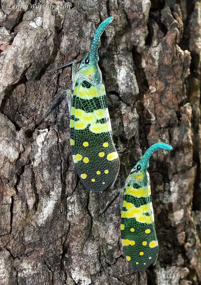 Pyrops viridirostris
