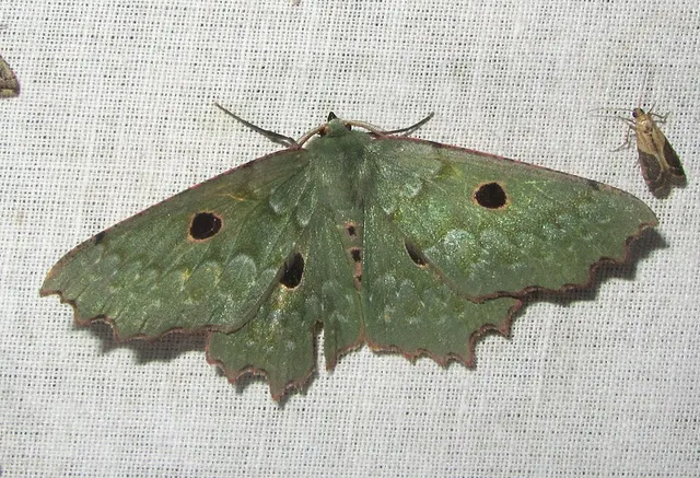 Chlorodontopera discospilata