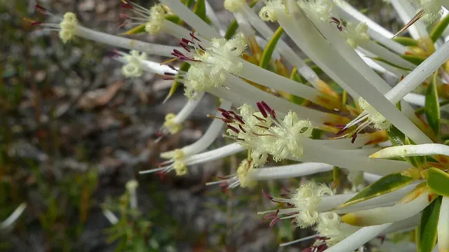 Styphelia tenuiflora