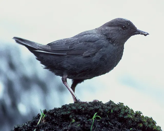 Dipper