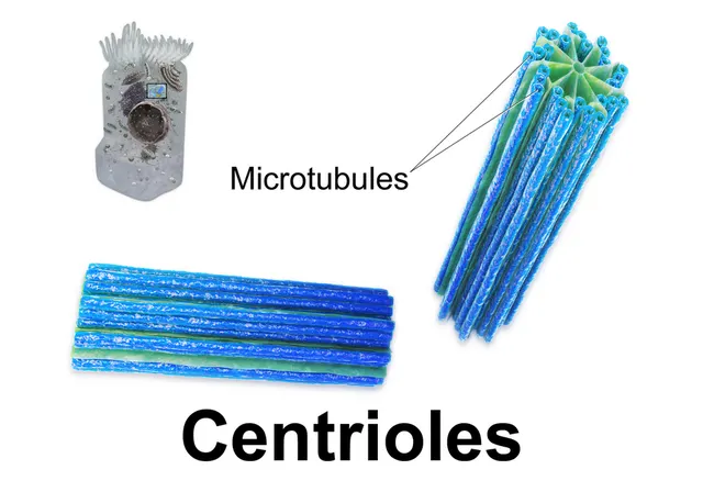 Centriole
