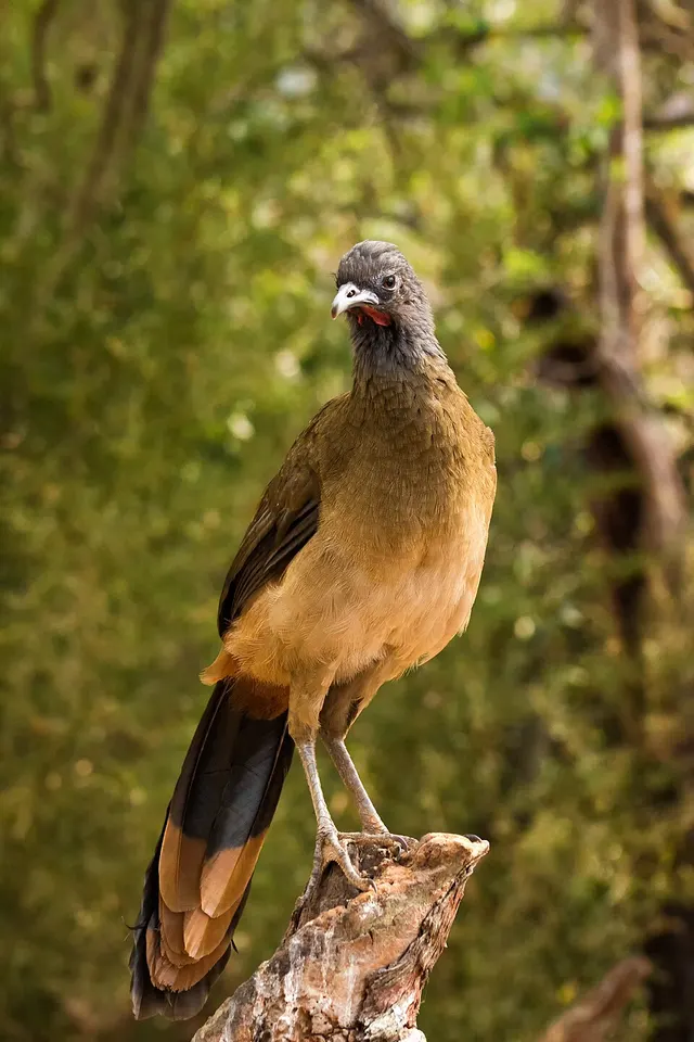 Ortalis