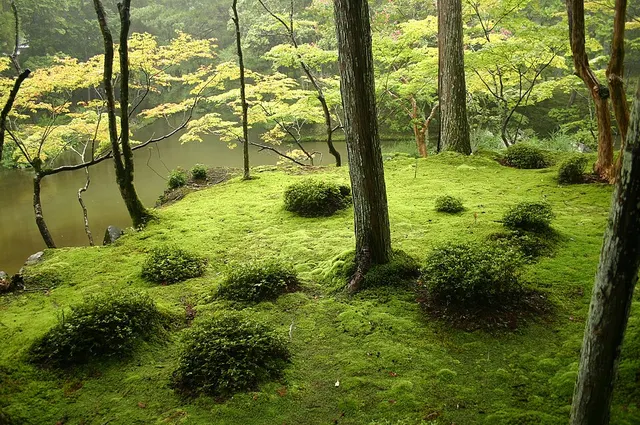 Japanese garden