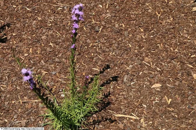 Liatris pilosa