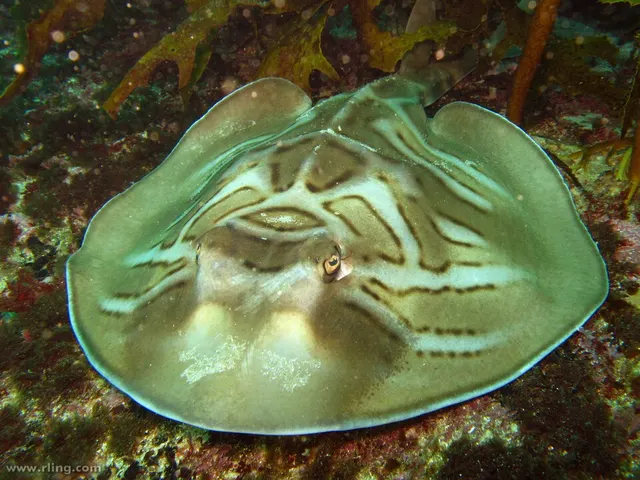 Fiddler ray