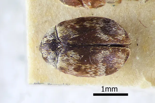 Anthrenus subsetosus