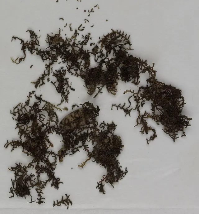 Frullania hattorii
