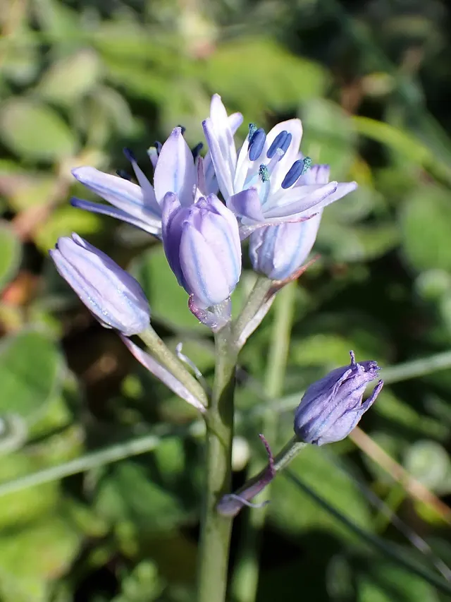 Hyacinthoides mauritanica