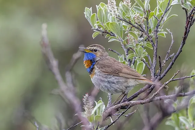 Bluethroat