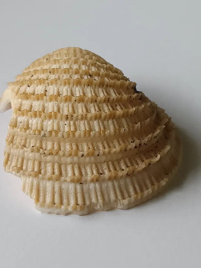 Chionopsis amathusia