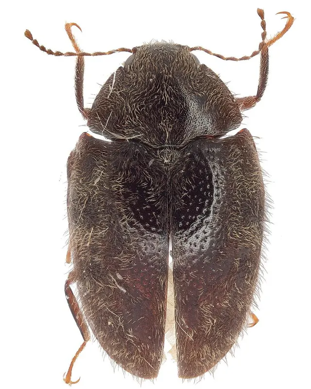 Caccothryptus abboti