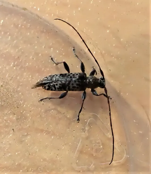 Stenellipsis gracilis