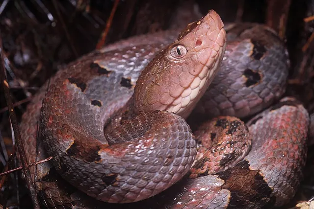 Bothrops oligobalius