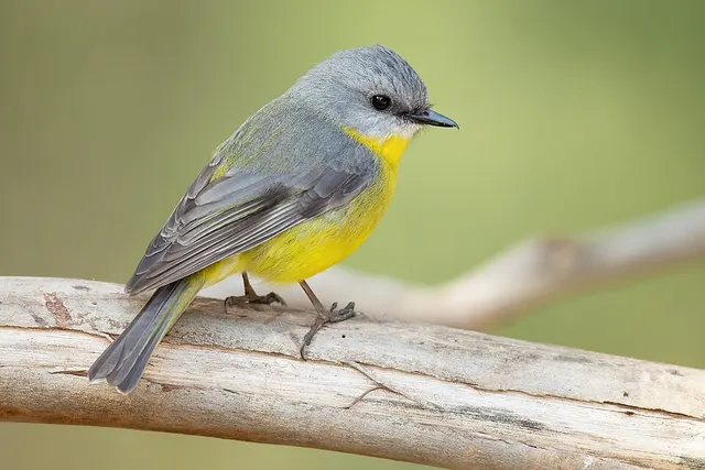 Songbird