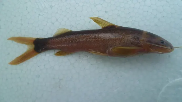 Cetopsorhamdia nasus