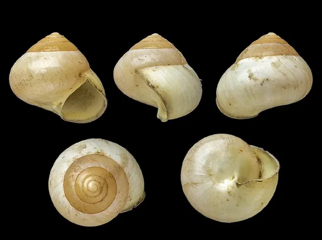 Alcadia rotunda