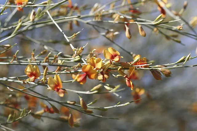 Jacksonia angulata