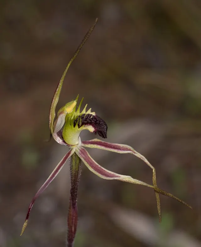 Caladenia bruniella