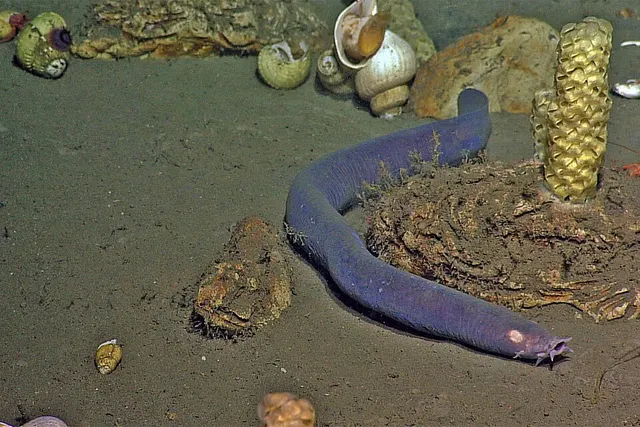 Hagfish