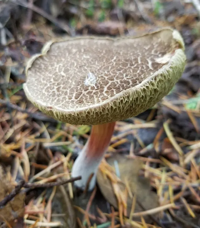 Xerocomellus diffractus