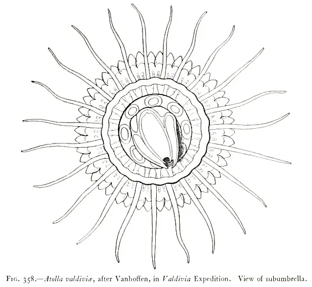 Atolla valdiviae