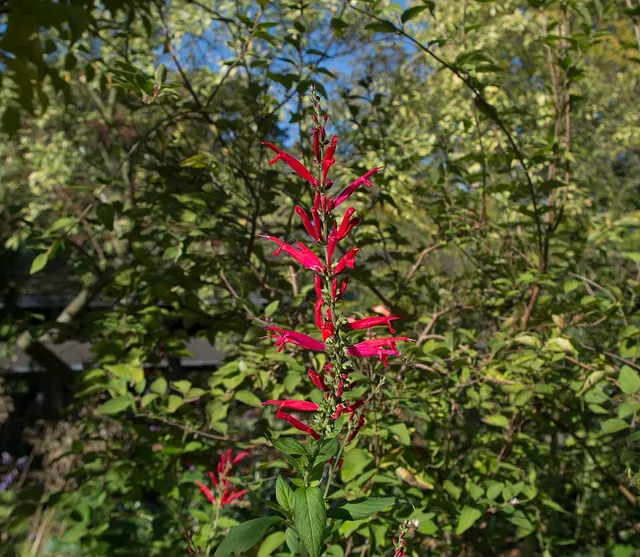 Salvia haenkei