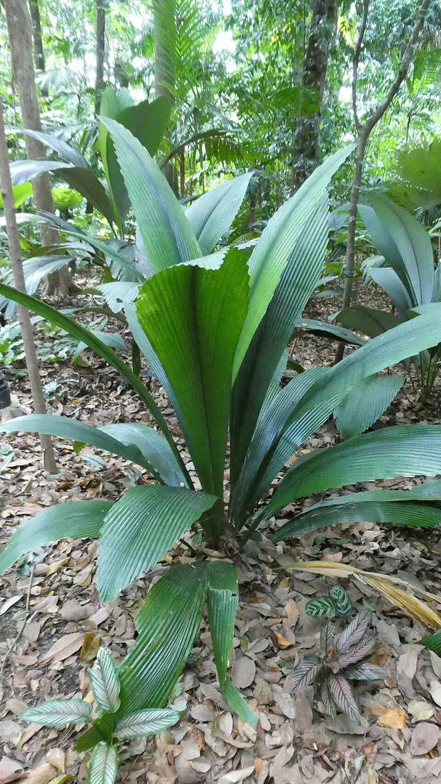 Johannesteijsmannia lanceolata