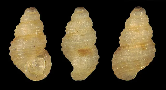 Alvania pettinellii