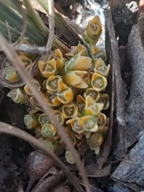 Lomandra bracteata