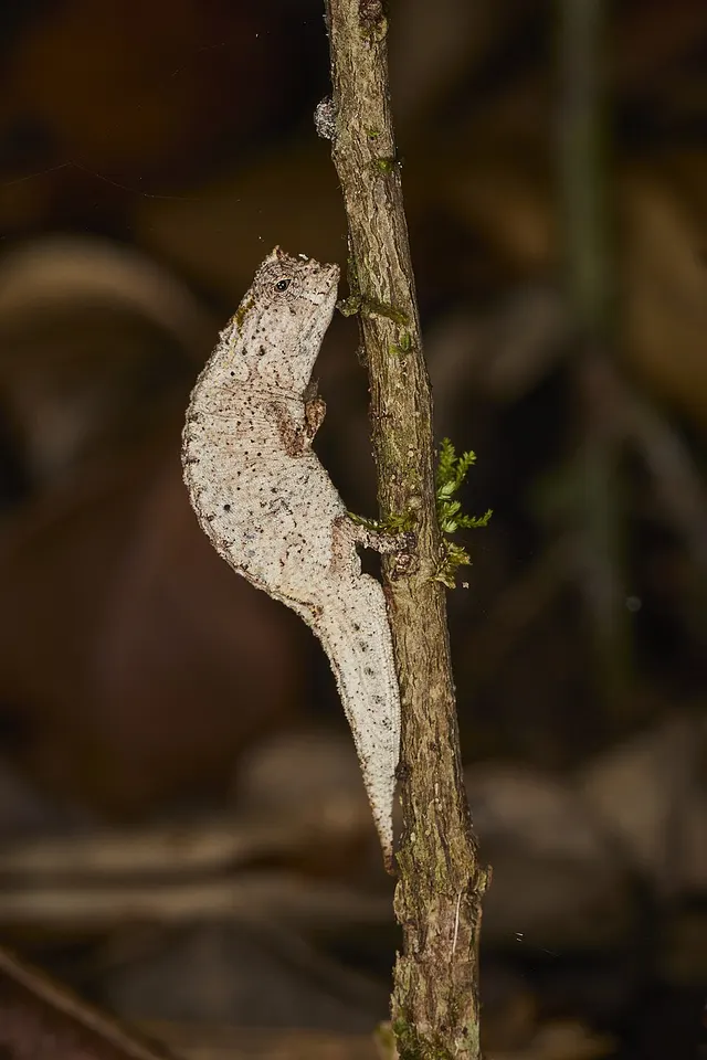 Brookesia nofy