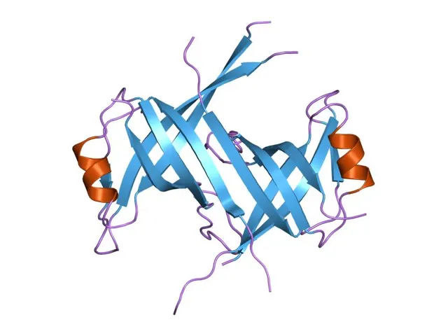 OB-fold