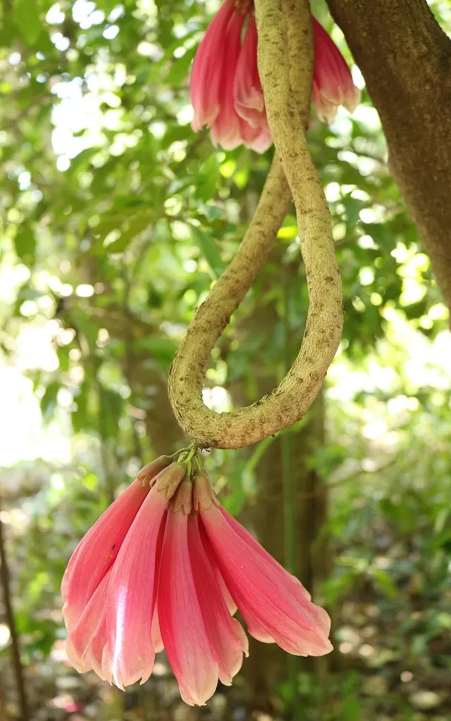 Tecomanthe dendrophila