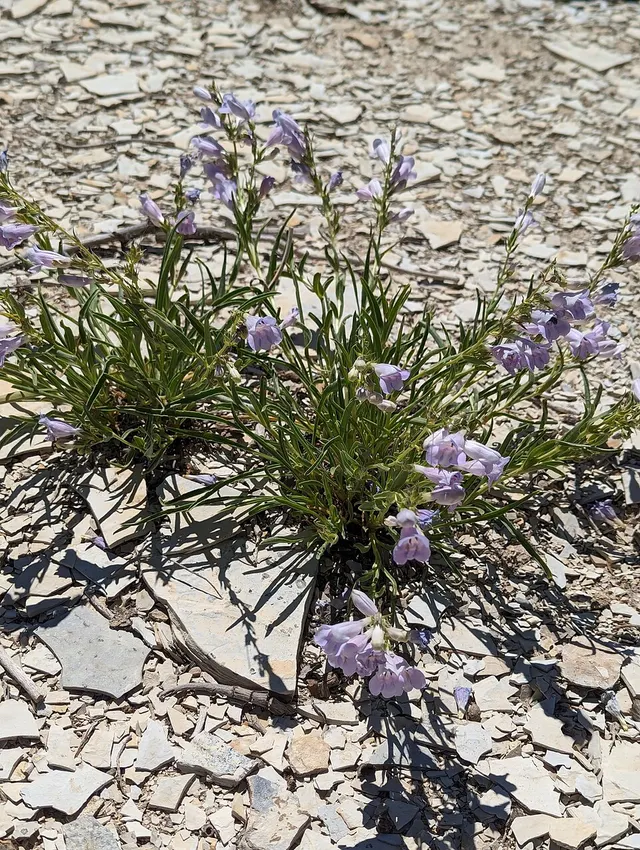 Penstemon albifluvis