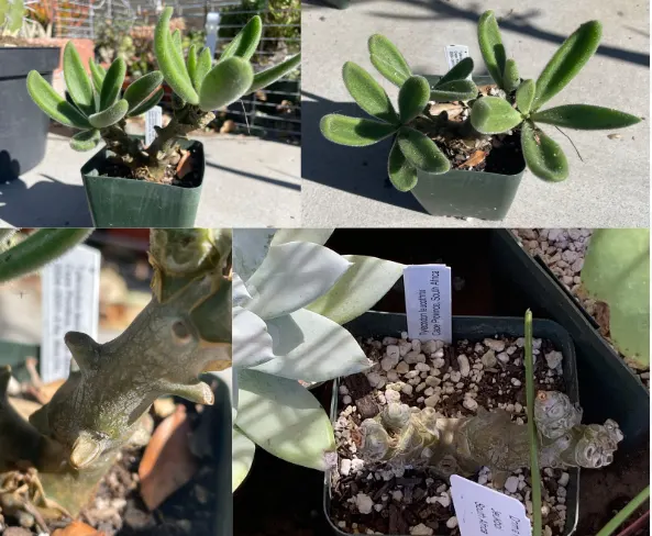 Tylecodon leucothrix