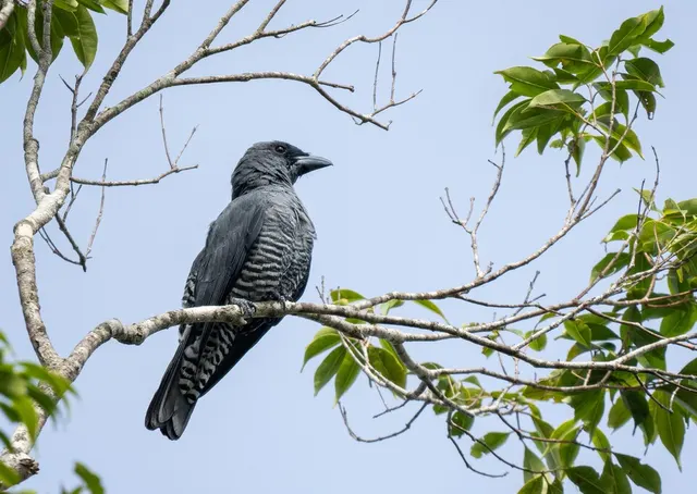 Visayan cuckooshrike