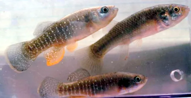 Cyprinodontiformes