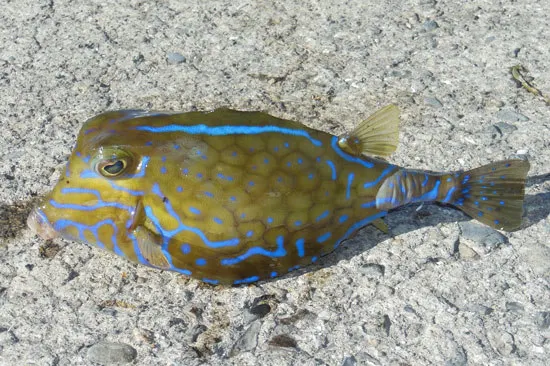 Smallspine turretfish