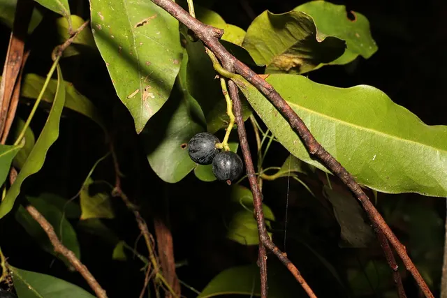 Cryptocarya sclerophylla